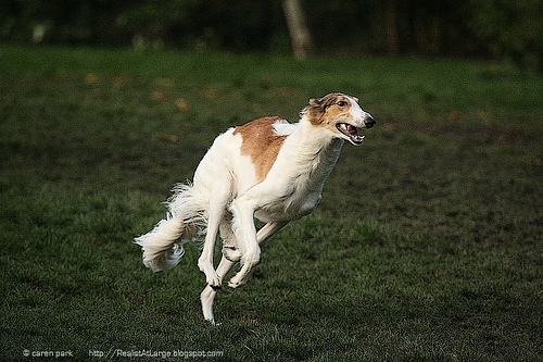 Cleo  78316x - Beaver Lake, flickrfan, canine, dogs, fun, animals, borzoi, running, happy,photo by TravelGrrrl on FlickrFan Stan's site licensed under Creative Commons